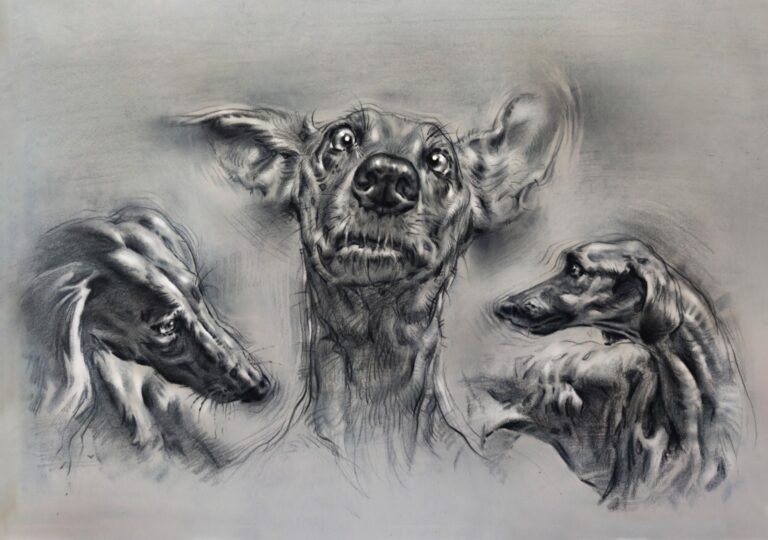 Dog head study by Yaser Khanbaray
